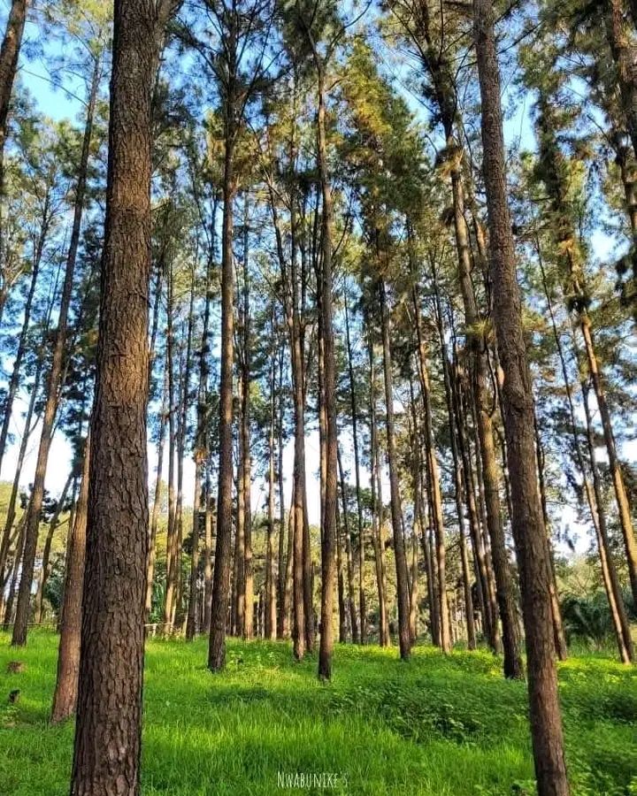 Ngwo Pine Forest Cover Image