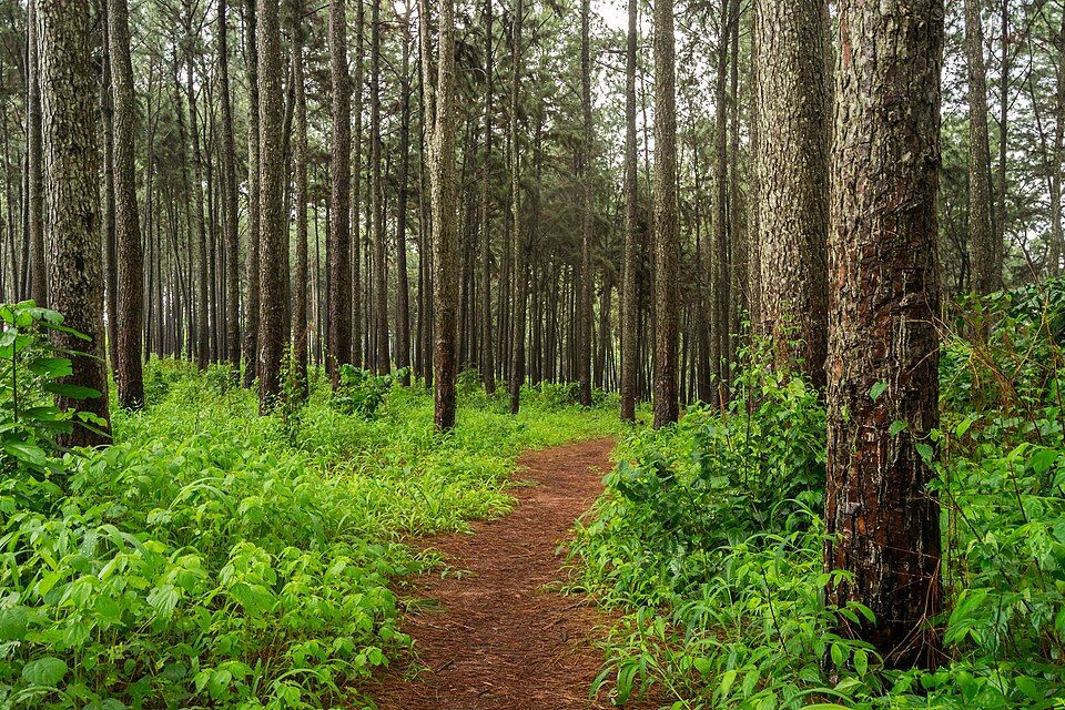Ngwo Pine Forest Gallery Image 1