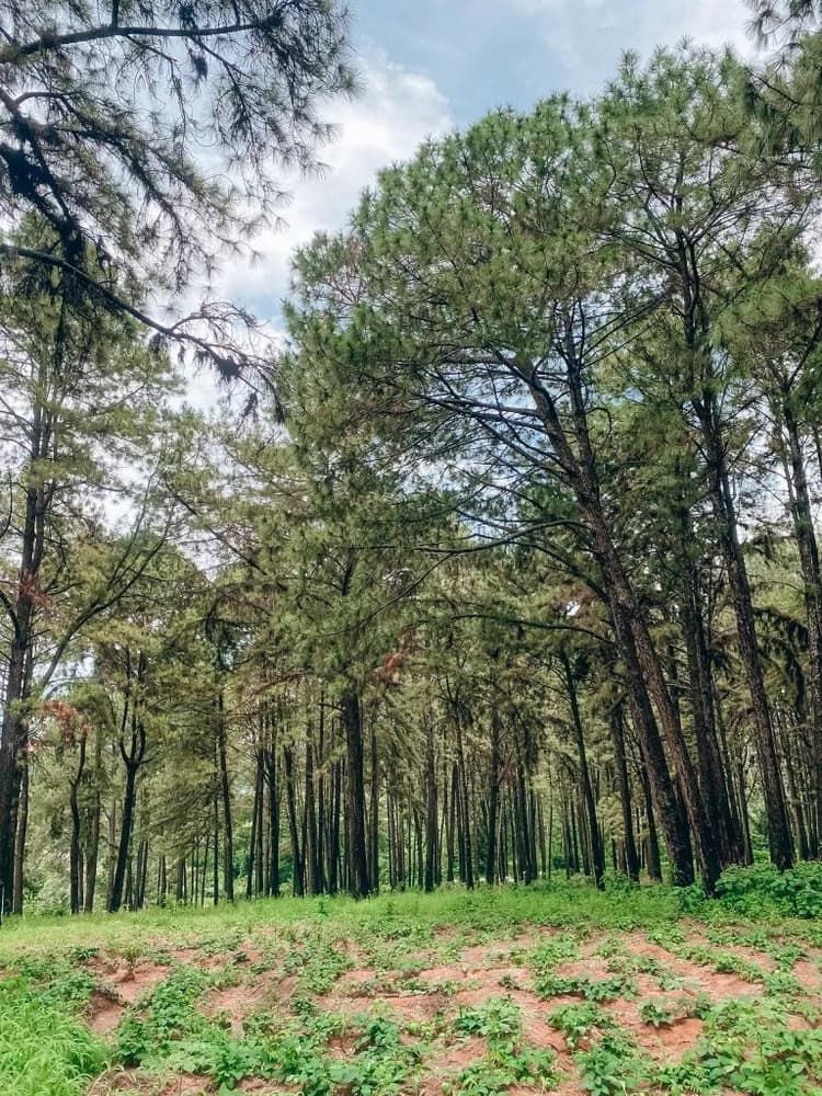 Ngwo Pine Forest Gallery Image 3