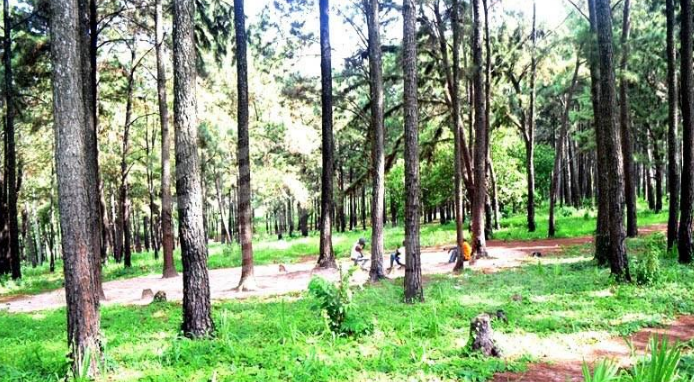Ngwo Pine Forest Gallery Image 6